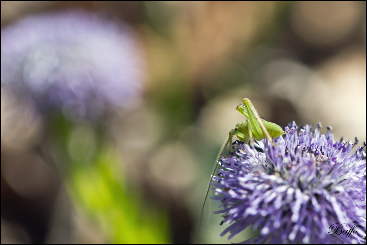 Piccolo Grillo da identificare